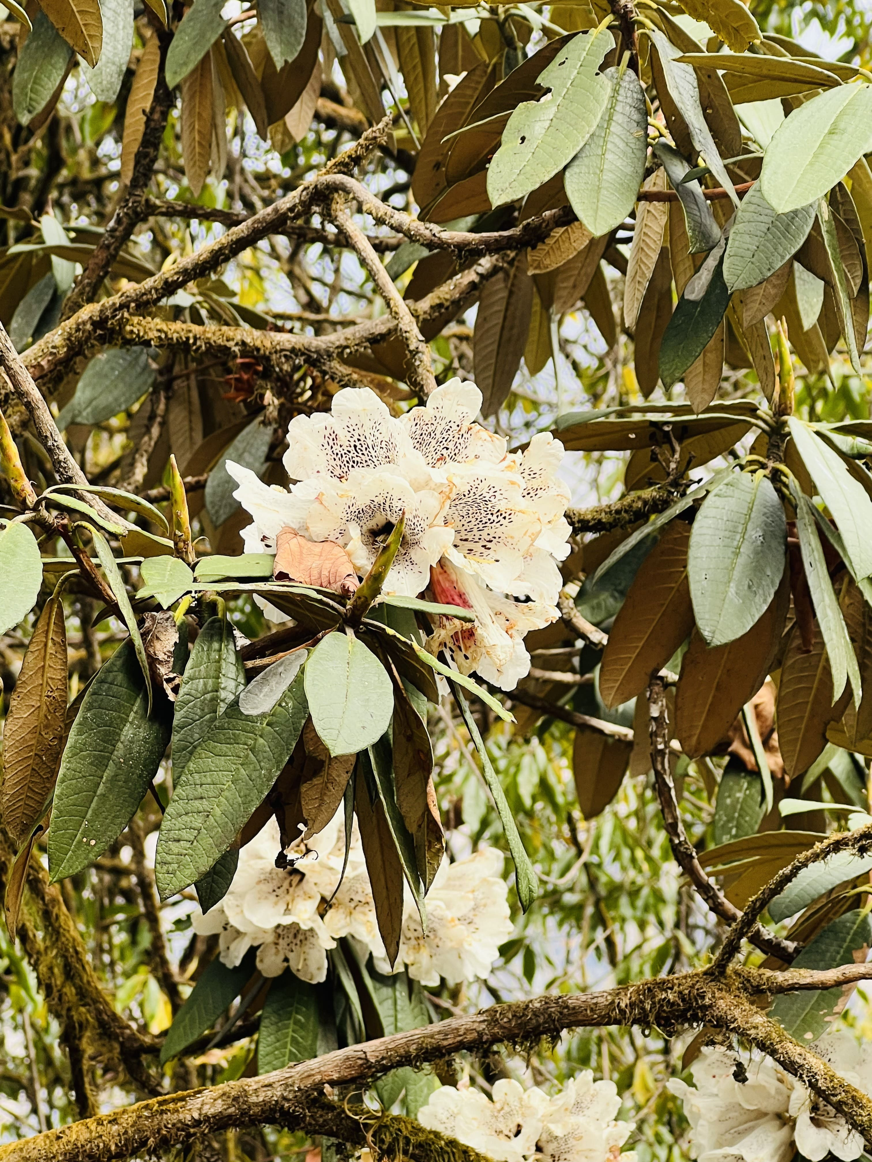 Image gallery