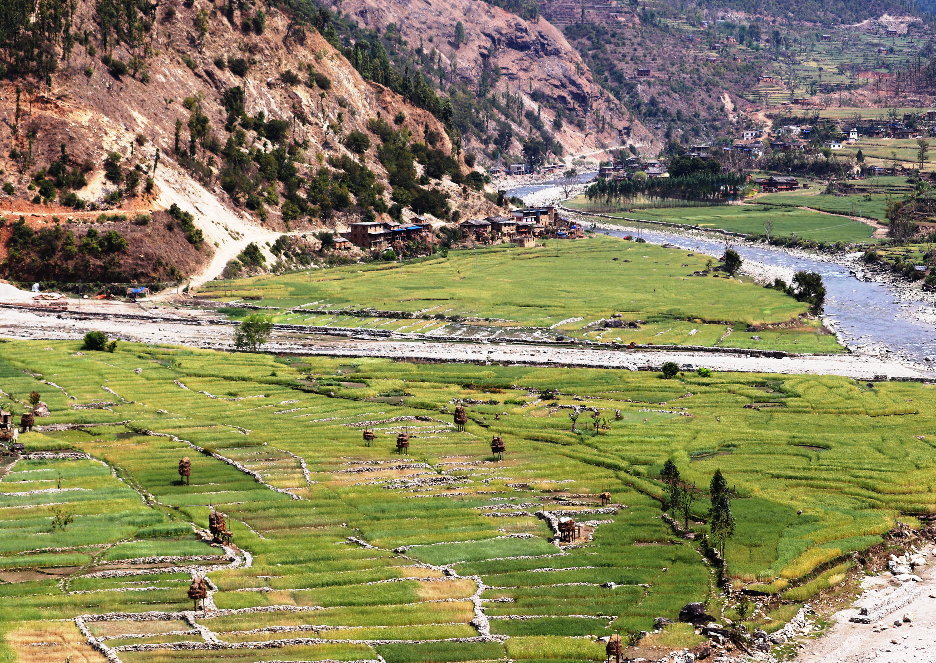 गहुँबाली
