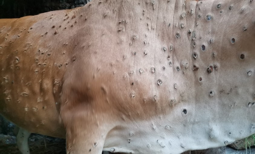 १६ हजार बढी पशुचौपायालाई लम्पीस्किनविरुद्ध खोप लगाइयो