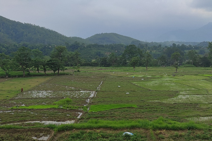 तनहुँका टारी खेतमा रोपाइँ हुन सकेन