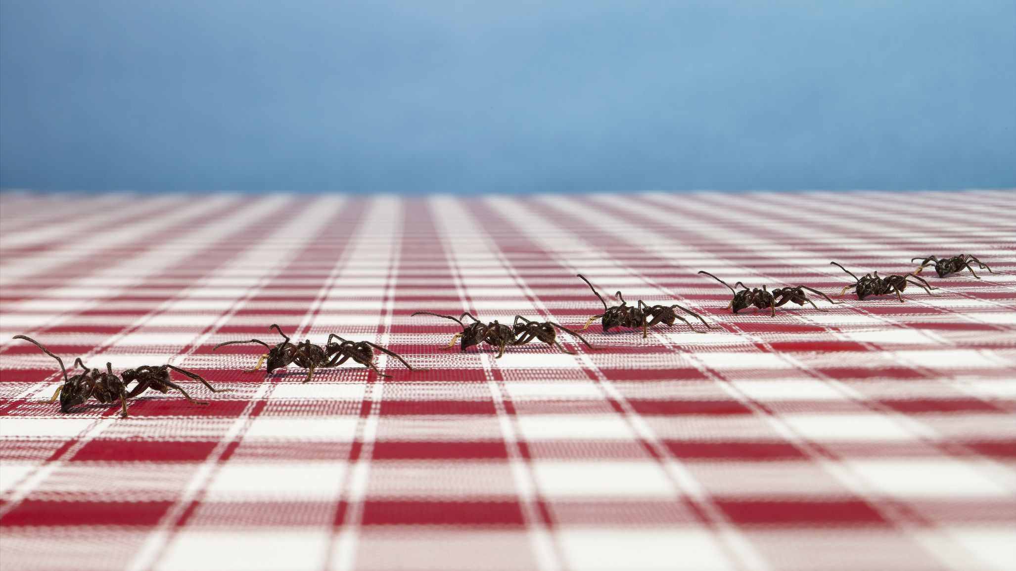 कमिलाहरु किन सधै लाइनमा हिड्छन् ?