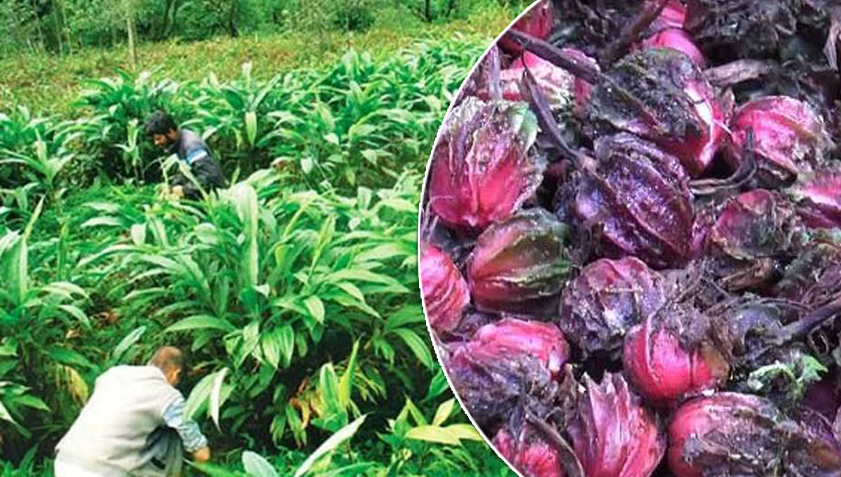 मौसमी प्रणाली र रोग कीराको चपेटामा अलैँची