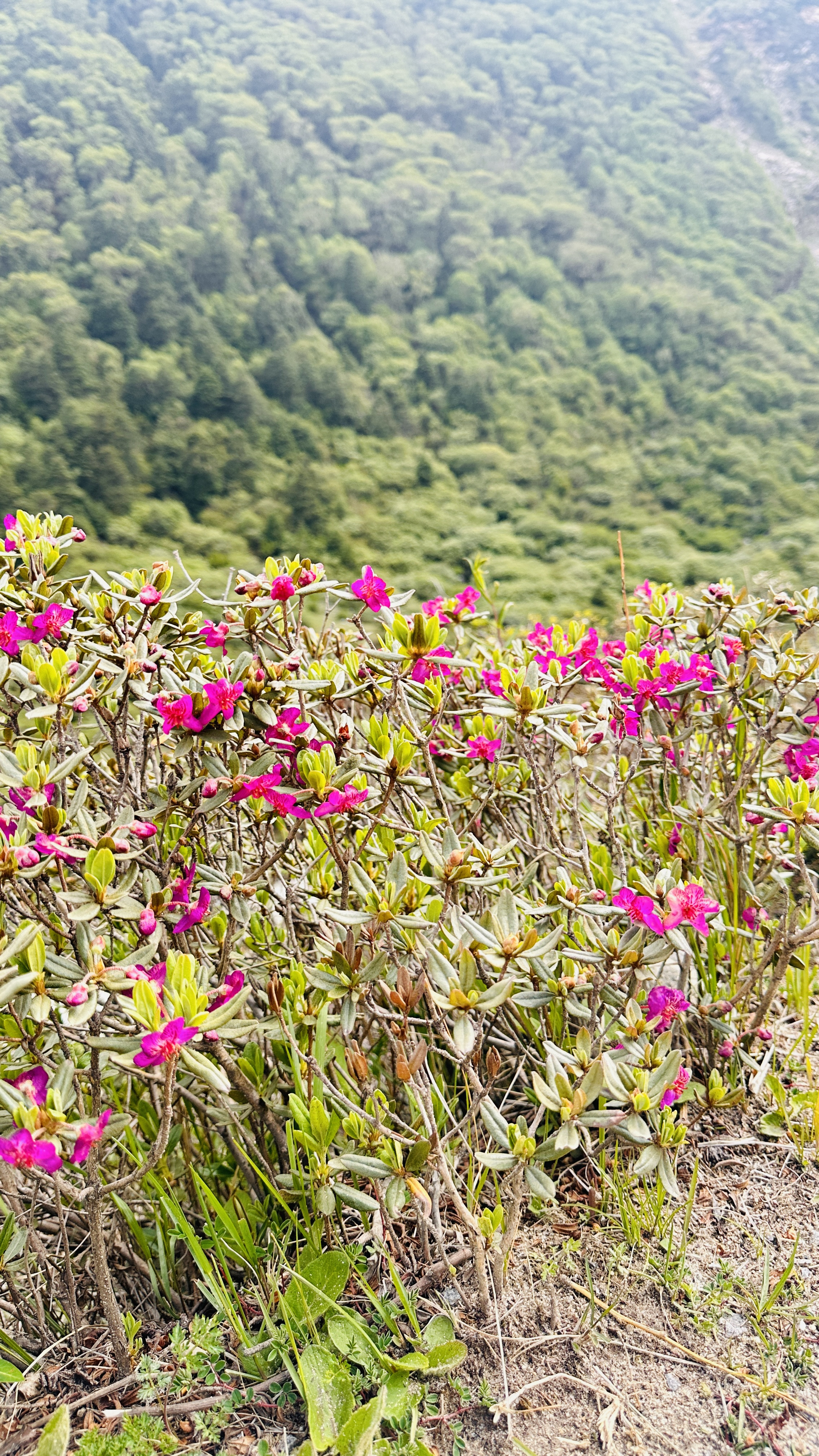 सुनमा सुगन्ध: जेठको अन्त्यमा क्यान्जिन गोम्पाको बाटो फूलले ढाकिएको