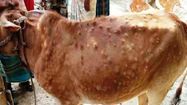 ‘लम्पी स्किन’ बाट बागमतीमा एक लाख बढी पशु सङ्क्रमित
