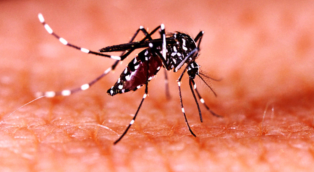 मेचीनगरमा २ महिलालाई ‘जापानिज इन्सेफलाइटिस’ संक्रमण