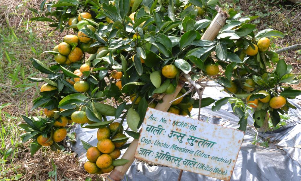 राष्ट्रिय सुन्ताला जात अनुसन्धान कार्यक्रमः तेइस वर्षमा छ अनुसन्धान