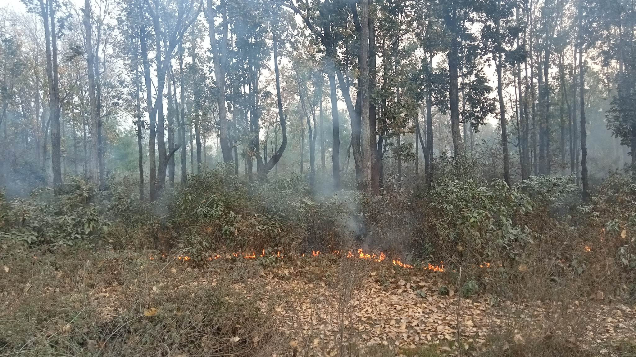 महोत्तरीको वनमा जताततै डढेलो, सखाप हुँदै वन